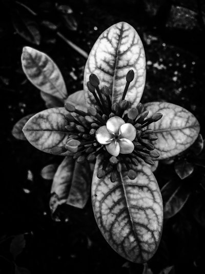 Blume Nr. 45 von Guilherme Pontes