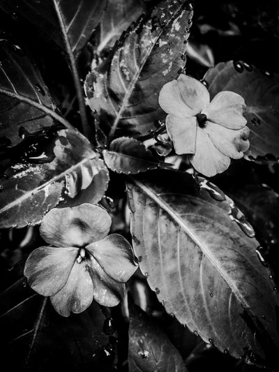 Blume Nr. 46 von Guilherme Pontes