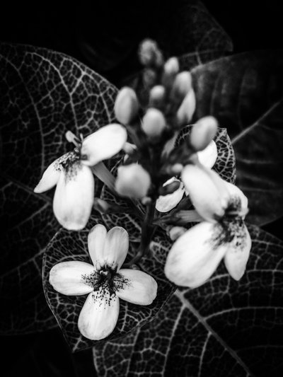 Blume Nr. 48 von Guilherme Pontes