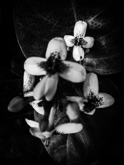 Blume Nr. 49 von Guilherme Pontes