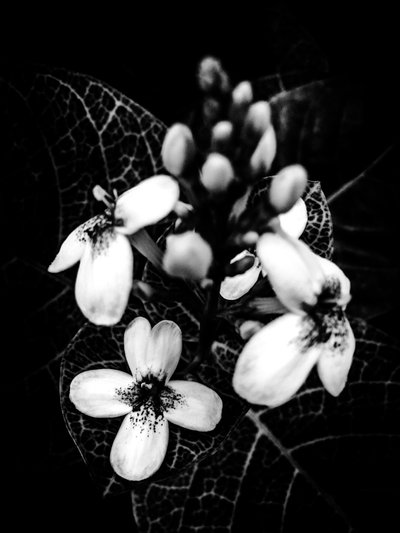 Blume Nr. 50 von Guilherme Pontes