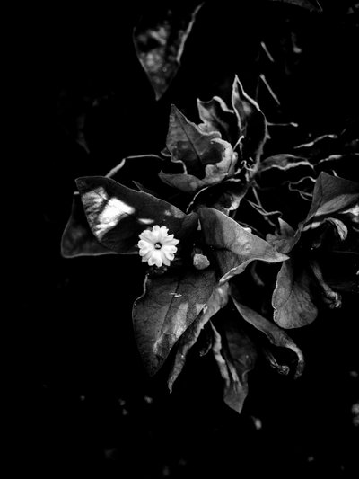 Blume Nr. 52 von Guilherme Pontes