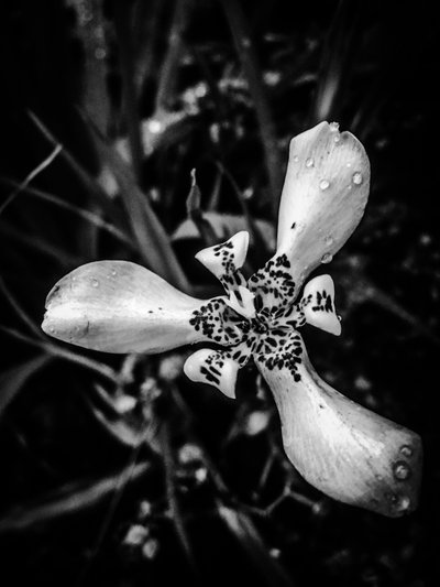Blume Nr. 53 von Guilherme Pontes