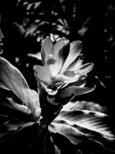 Blume Nr. 53 von Guilherme Pontes