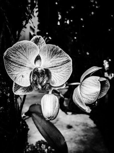 Blume Nr. 5, 2025 von Guilherme Pontes