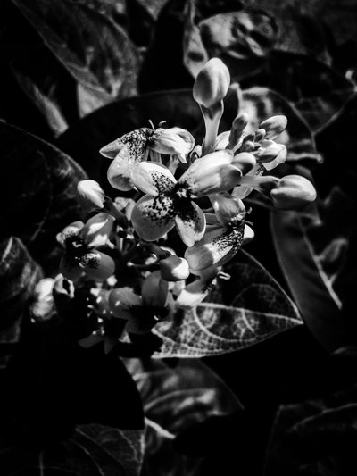 Blume Nr. 7, 2025 von Guilherme Pontes