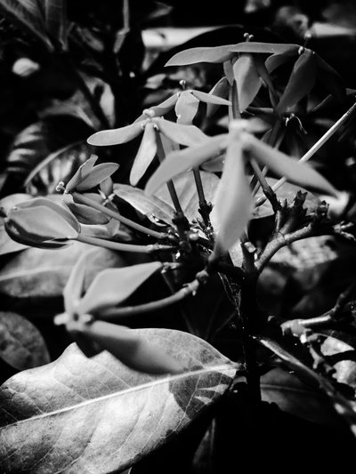 Blume Nr. 8, 2025 von Guilherme Pontes