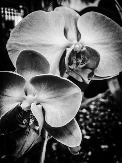 Blume Nr. 9, 2025 von Guilherme Pontes