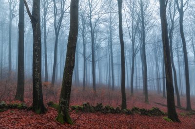 Nebliger Waldweg von Gustav Davidsson