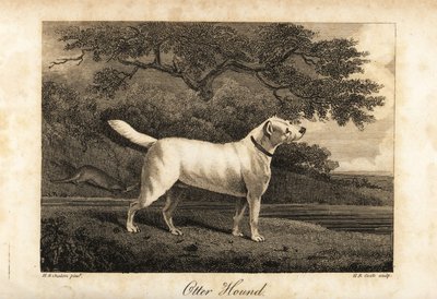 Porträt des letzten verbliebenen Otterhundes in Großbritannien im Jahr 1812, im Besitz des Hon von H. R. Cook