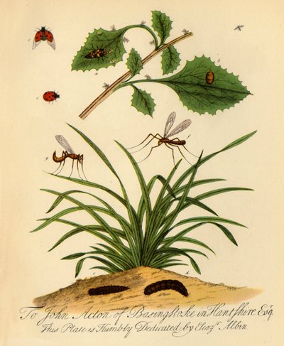 Marienkäfer und Schneider: Coccinella und Tipula oleracea, 1720, 1945 von Halett