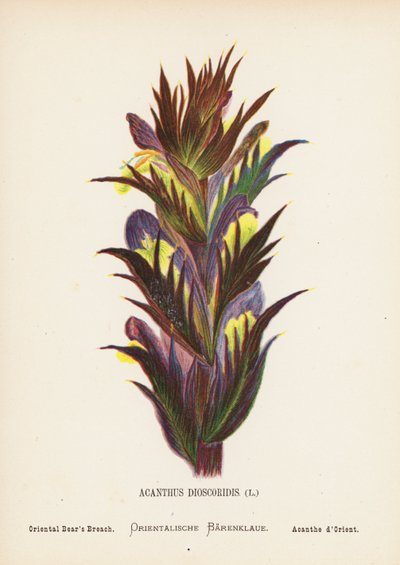 Wildblumen des Heiligen Landes: Acanthus Dioscoridis; Orientalischer Bärenklau von Hannah Zeller