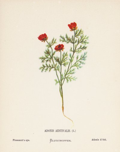 Wildblumen des Heiligen Landes: Adonis Aestivalis; Adonisröschen von Hannah Zeller