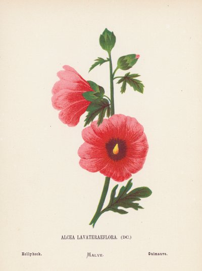 Wildblumen des Heiligen Landes: Alcea Lavateraeflora; Stockrose von Hannah Zeller