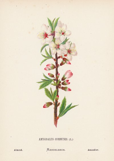 Wildblumen des Heiligen Landes: Amygdalus Communis; Mandel von Hannah Zeller