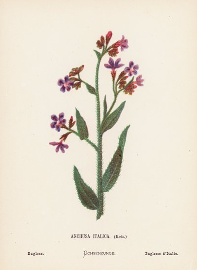 Wildblumen des Heiligen Landes: Anchusa Italica, Retz; Ochsenzunge von Hannah Zeller