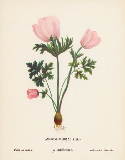 Wildblumen des Heiligen Landes: Anemone Coronaria; Rosa Anemone (farbige Gravur) von Hannah Zeller