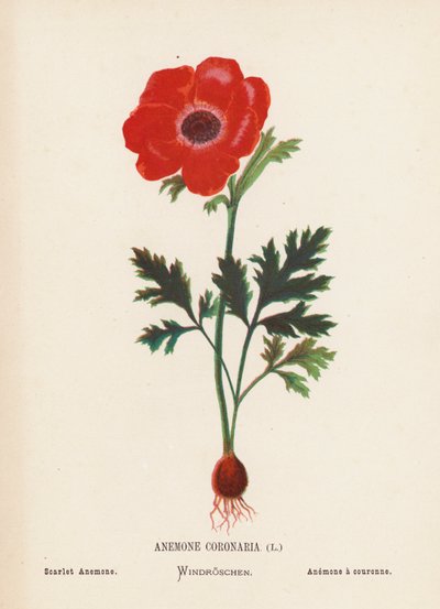 Wildblumen des Heiligen Landes: Anemone Coronaria; Scharlachrote Anemone von Hannah Zeller