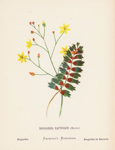 Wildblumen des Heiligen Landes: Bongardia Rauwolfii, Meyer; Bongardia von Hannah Zeller