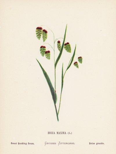 Wildblumen des Heiligen Landes: Briza Maxima; Großes Zittergras (farbige Gravur) von Hannah Zeller