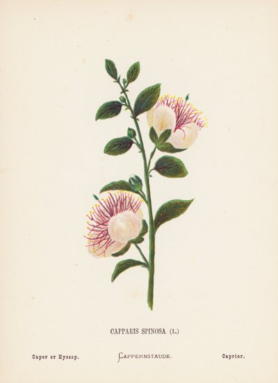 Wildblumen des Heiligen Landes: Capparis Spinosa; Kapernstrauch oder Ysop von Hannah Zeller