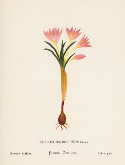 Wildblumen des Heiligen Landes: Colchicum Bulbocodioides, Stev; Wiesen-Safran von Hannah Zeller