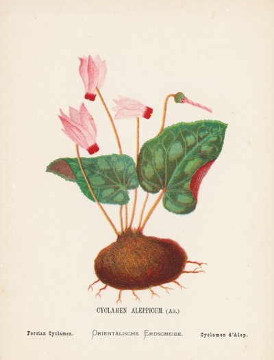 Wildblumen des Heiligen Landes: Cyclamen Aleppicum, Ait; Persisches Alpenveilchen von Hannah Zeller