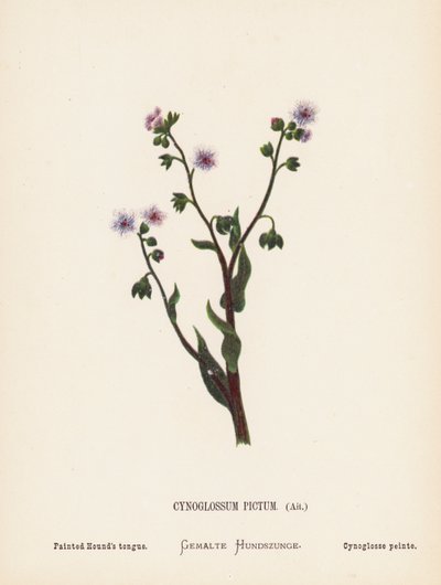 Wildblumen des Heiligen Landes: Cynoglossum Pictum, Ait; Bemalte Hundszunge von Hannah Zeller