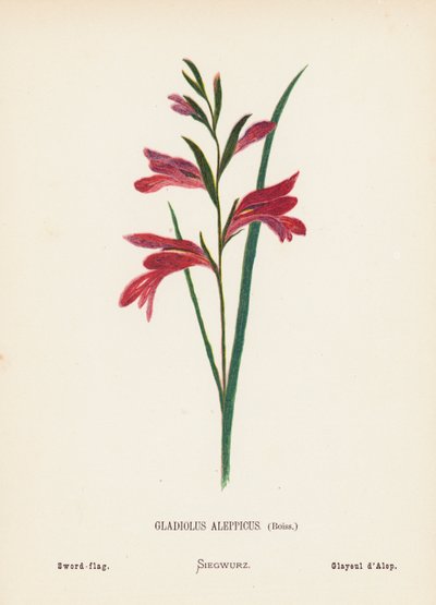 Wildblumen des Heiligen Landes: Gladiolus Aleppicus, Boiss; Schwertlilie von Hannah Zeller