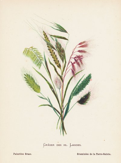 Wildblumen des Heiligen Landes: Gräser des Heiligen Landes; Palästina-Gras von Hannah Zeller