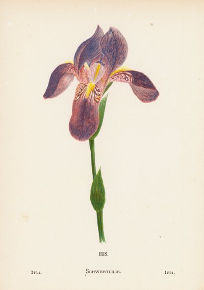 Wildblumen des Heiligen Landes: Iris von Hannah Zeller