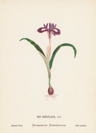 Wildblumen des Heiligen Landes: Iris Reticulata, Zwergiris von Hannah Zeller