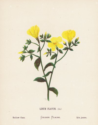Wildblumen des Heiligen Landes: Linum Flavum; Gelber Flachs von Hannah Zeller