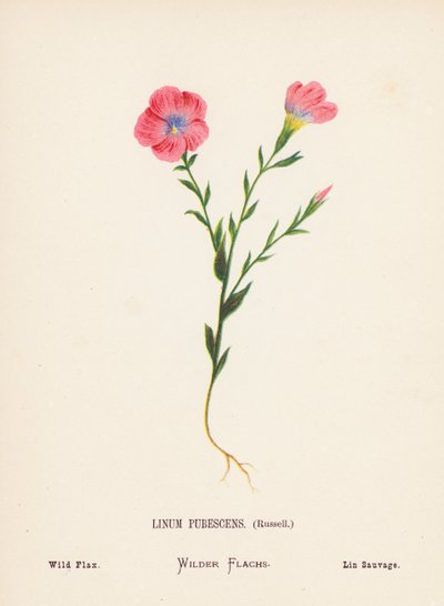Wildblumen des Heiligen Landes: Linum Pubescens, Russell; Wilder Flachs von Hannah Zeller