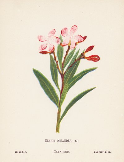 Wildblumen des Heiligen Landes: Nerium Oleander; Oleander von Hannah Zeller