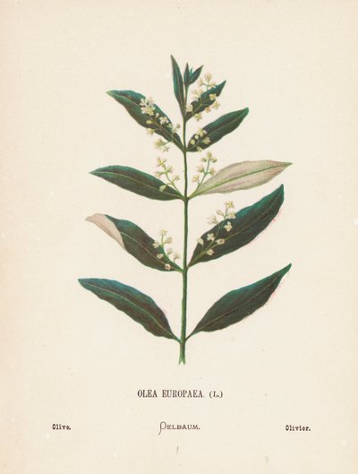 Wildblumen des Heiligen Landes: Olea Europaea; Olive von Hannah Zeller