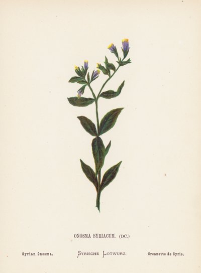 Wildblumen des Heiligen Landes: Onosma Syriacum; Syrisches Onosma von Hannah Zeller