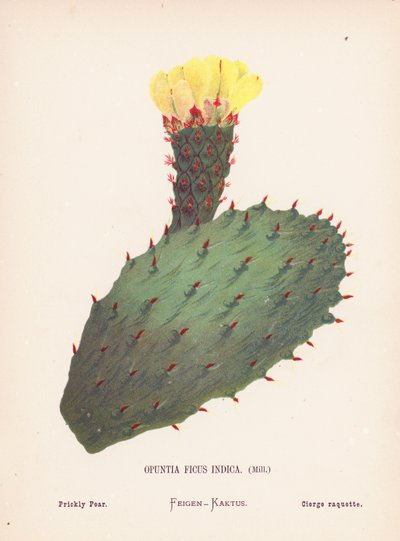 Wildblumen des Heiligen Landes: Opuntia Ficus Indica, Mill; Feigenkaktus von Hannah Zeller