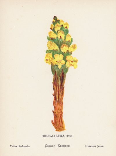 Wildblumen des Heiligen Landes: Phelipaea Lutea, Desf; Gelbe Orobanche von Hannah Zeller