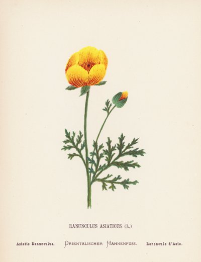 Wildblumen des Heiligen Landes: Ranunculus Asiaticus; Asiatischer Ranunkel von Hannah Zeller
