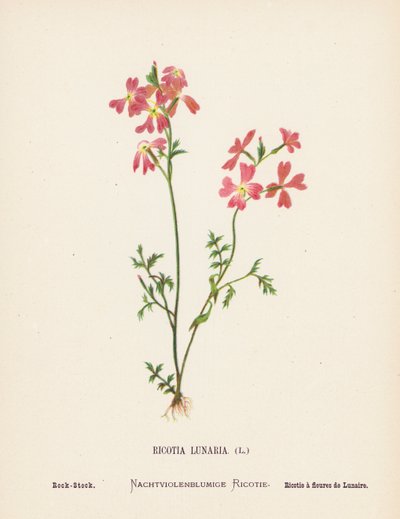 Wildblumen des Heiligen Landes: Ricotia Lunaria, Felsen-Levkoje von Hannah Zeller