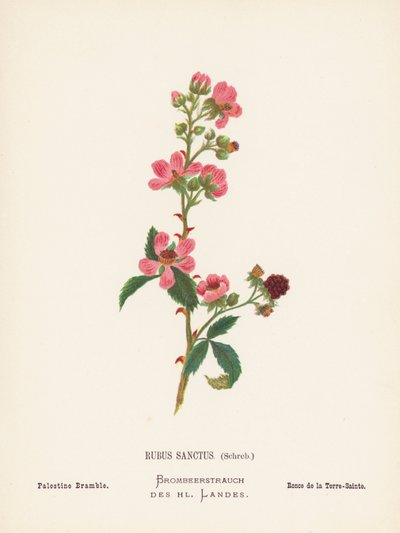 Wildblumen des Heiligen Landes: Rubus Sanctus, Schreb; Palästina Brombeere von Hannah Zeller