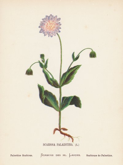 Wildblumen des Heiligen Landes: Scabiosa Palaestina; Palästina-Skabiose von Hannah Zeller