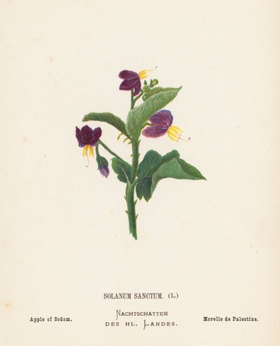 Wildblumen des Heiligen Landes: Solanum Sanctum, Apfel von Sodom von Hannah Zeller