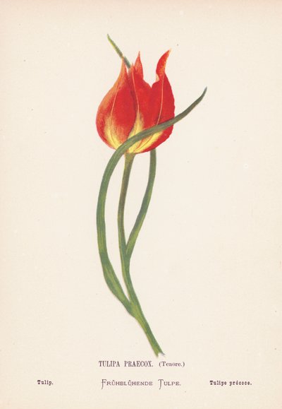 Wildblumen des Heiligen Landes: Tulipa Praecox, Tenore; Tulpe von Hannah Zeller