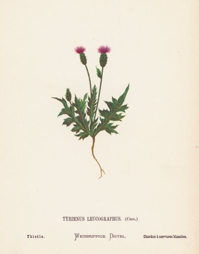 Wildblumen des Heiligen Landes: Tyrimnus Leucographus, Cass; Distel von Hannah Zeller
