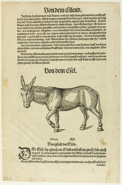 Illustration aus "Thierbuch", Tafel 42 aus Holzschnitten aus Büchern des XVI. Jahrhunderts von Hans Asper