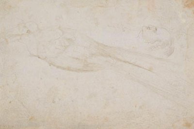 Männlicher Paradiesvogel und der Kopf eines mittelalten Mannes im Profil nach links; auch Details von von Hans Baldung Grien
