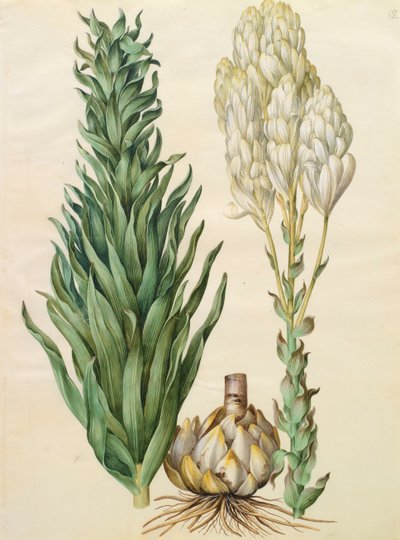 Lilium candidum monstrosum aus dem Album Gottorfer Codex von Hans Simon Holtzbecher