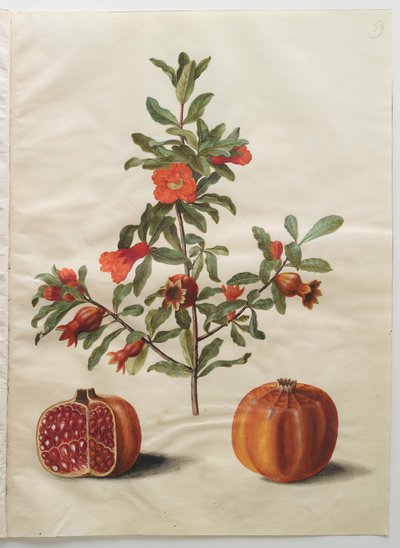 Punica granatum aus dem Album Gottorfer Codex von Hans Simon Holtzbecher